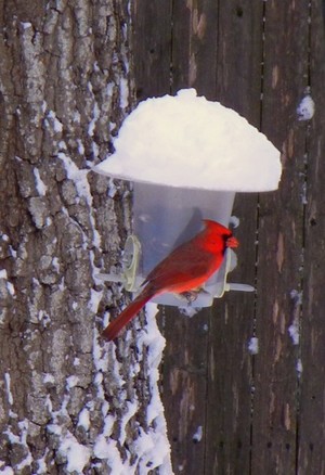 SNOW CARDINAL