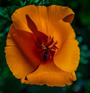 Poppy - April 18  2026