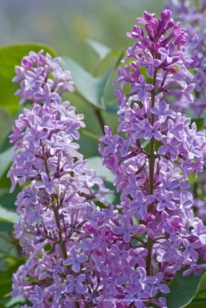 Purple Lilacs P5390