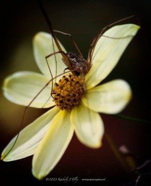 Harvestmen on Sunflower P5074 