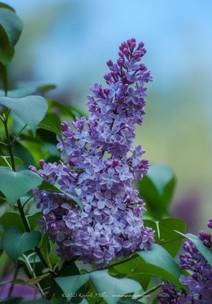 Lilacs P0682