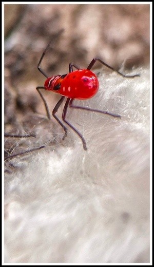 leaf–footed bug