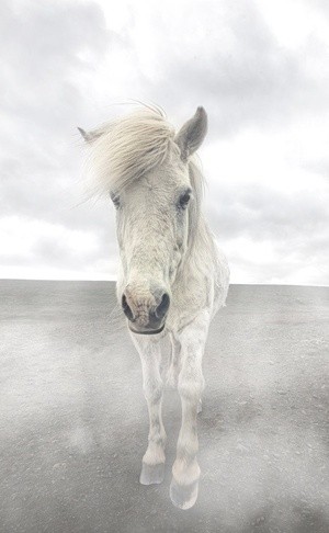 Icelandic hores 5