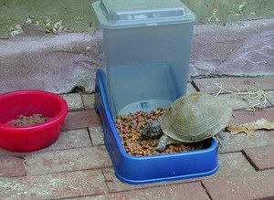 Pete baby Terrapin eating cat food