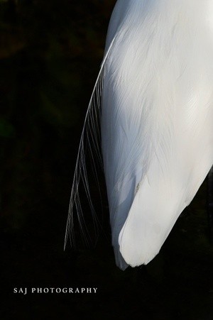 Great Egret
