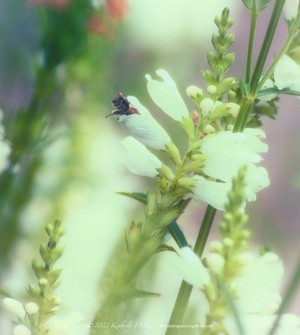 The Bee and the Obedient Plant, P0380