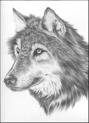 gray wolf