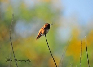 Allen’s Hummingbird 