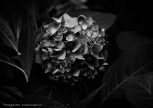 Black & White Hydrangea P0611