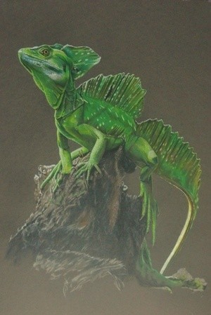 Green Crested Basilisk 