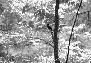 A Cuckoo in a Maple Tree