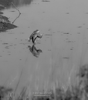 Heron in Canal P6735