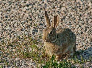 Mountain Cottontail P0061