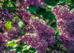 Lilacs P0686 