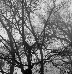 David Ashcraft