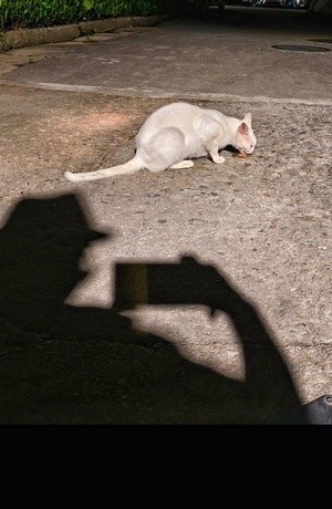 night kitty and her photographer