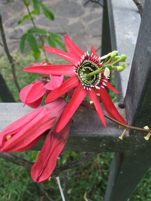 Passion Flower