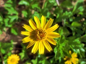 little sunny flower