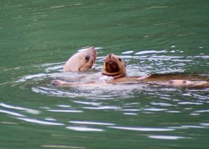 Sea Lion Duo