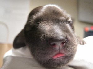 Puppy Tounge