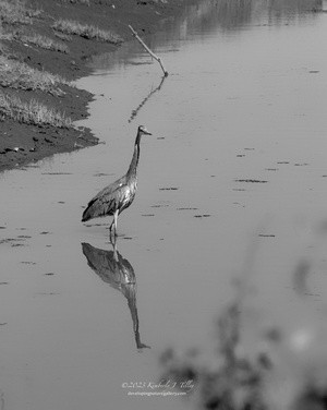 Heron in Canal P6736