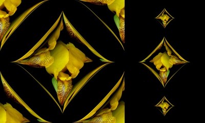 Yellow Iris Design (Two)
