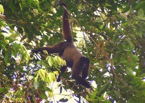 Woolly Monkey in the Amazon Jungle