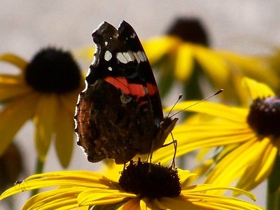 BELLE DAME AND SPIDER ON A BROWN-EYED SUSAN