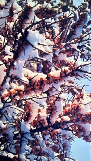 Sea buckthorn in snow