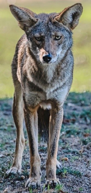 Franklin Canyon Coyote - October 10 2026