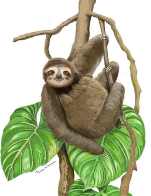 Sloth Hanging Around