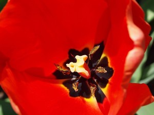 Lola Grieco Portfolio