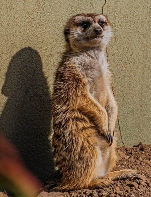 Meercat - February 6 9 2026