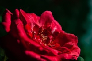 Mini rose macro sv1-1 