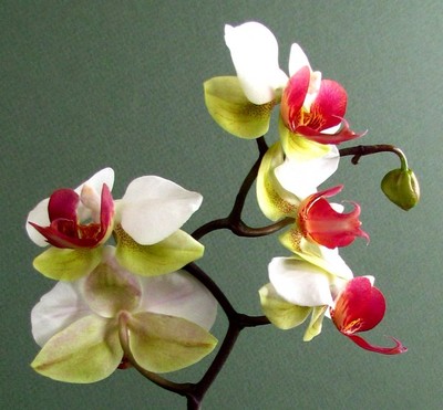 Orchid