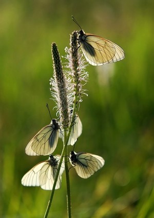 Butterflys