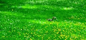 Wildthings