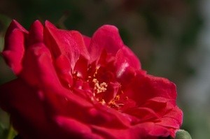 Mini rose macro sv1 