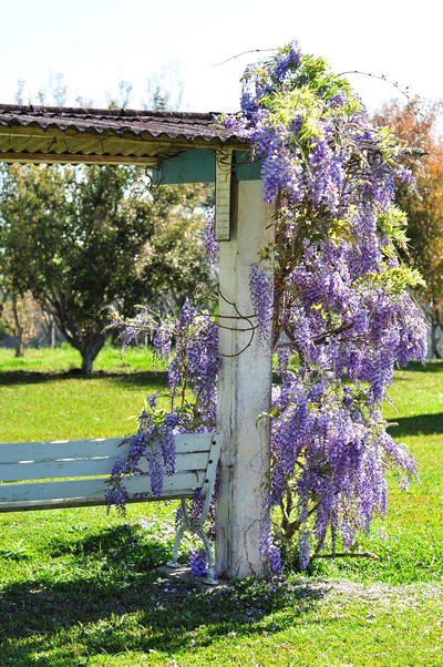 the bench at the farm