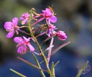 Insect Bee with Floral