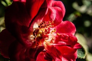 Mini rose macro sv1-4 