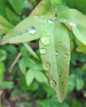 Water Droplets