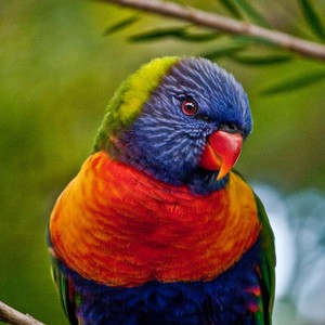 Rainbow Lorikeet 1