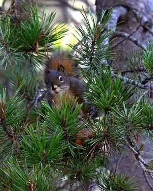 Red Squirrel Peeking thru Pine Needles