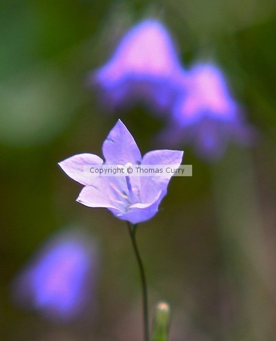 Thomas Curry Portfolio