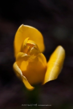 Yellow Tulip P6454