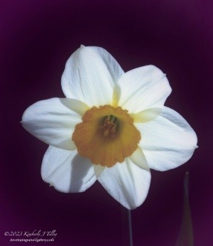 Daffodil on Purple, P0347