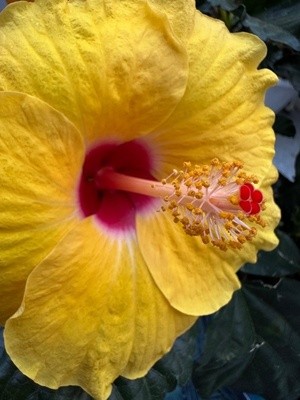 Evening Hibiscus