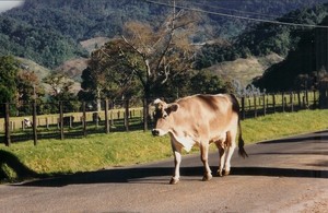 Cow  El Volcan, Panama