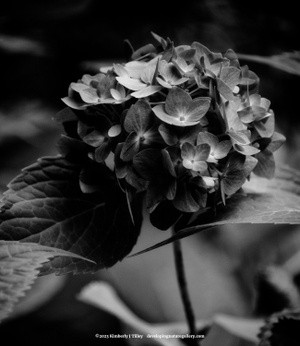 Black & White Hydrangea P8518